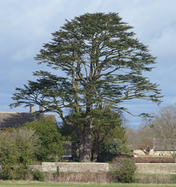 large tree in Southrop