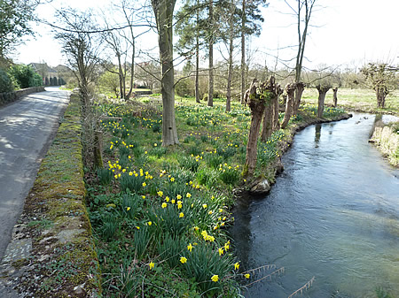 river and daffodils in Southrop